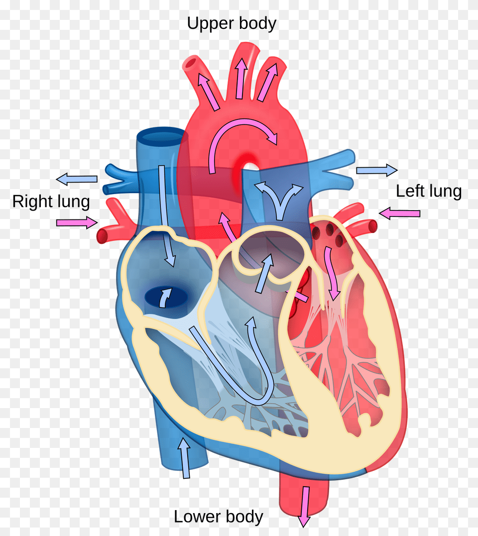 Clip Art Body Heat, Heart, Dynamite, Weapon Free Png Download