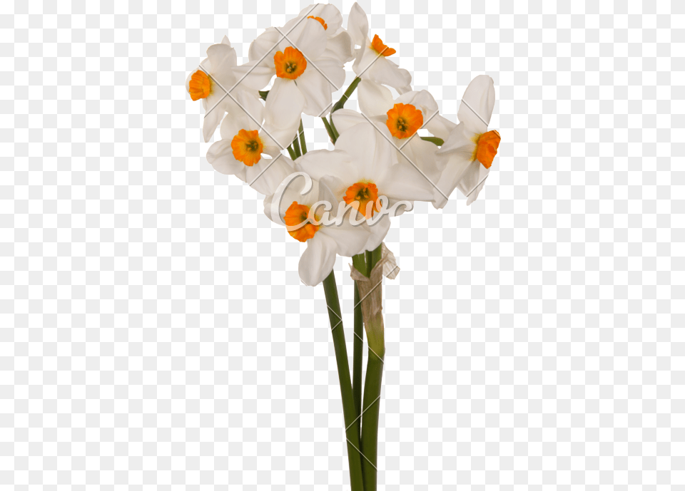 Clip Art Bouquet Of And White Daffodil, Flower, Plant, Flower Arrangement, Flower Bouquet Png