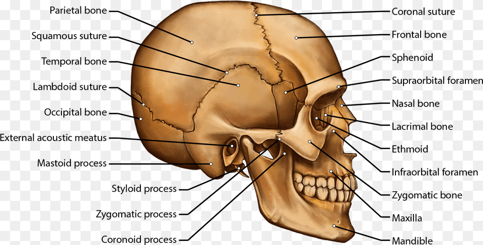 Clip Art Brittany Clark Skull Side View Diagram, Head, Person, Face Png