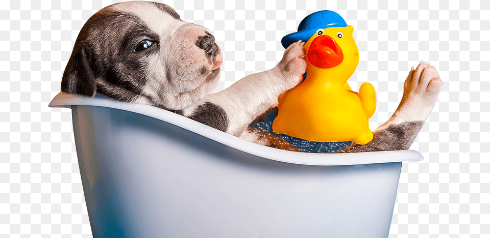 Clip Art Bruno S Bath House Dog Bath, Bathing, Bathtub, Tub, Person Png Image