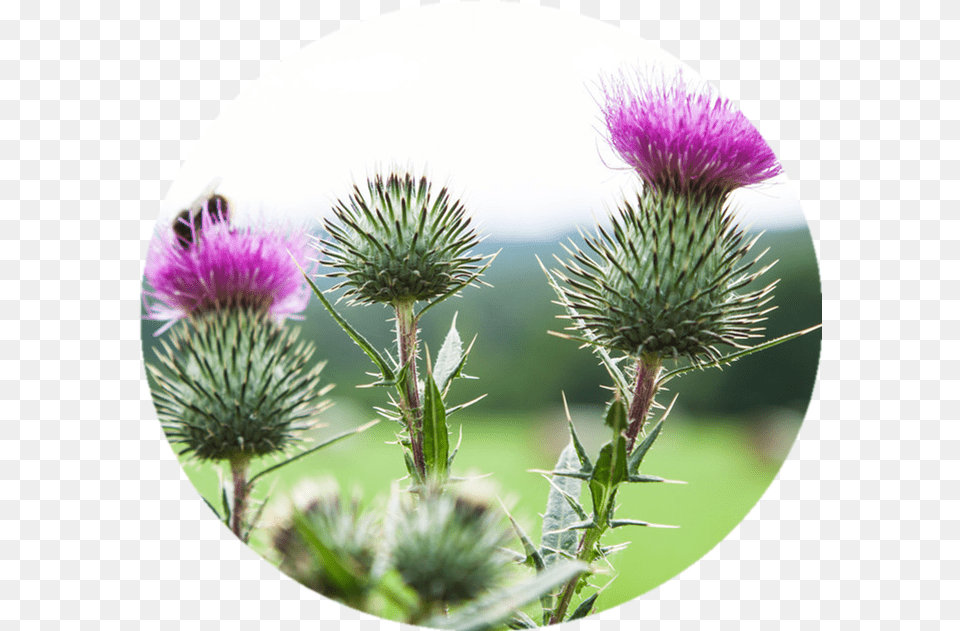 Clip Art Burdock Weed Milk Thistle Weed High Resolution, Flower, Plant Free Transparent Png