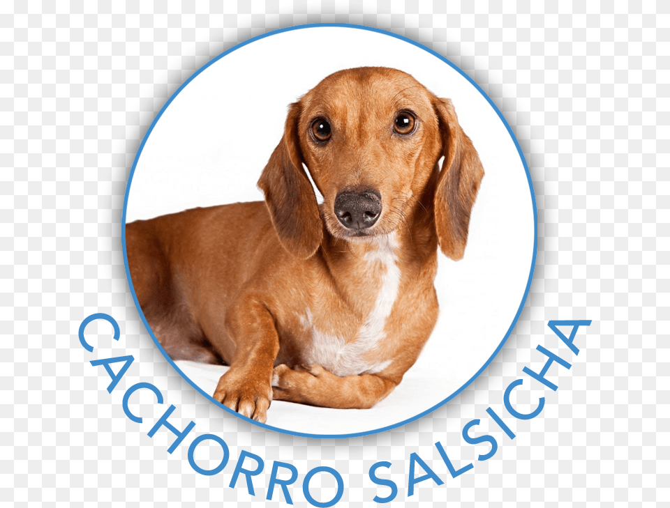 Clip Art Cachorro Rindo Dachshund, Animal, Canine, Dog, Hound Free Transparent Png