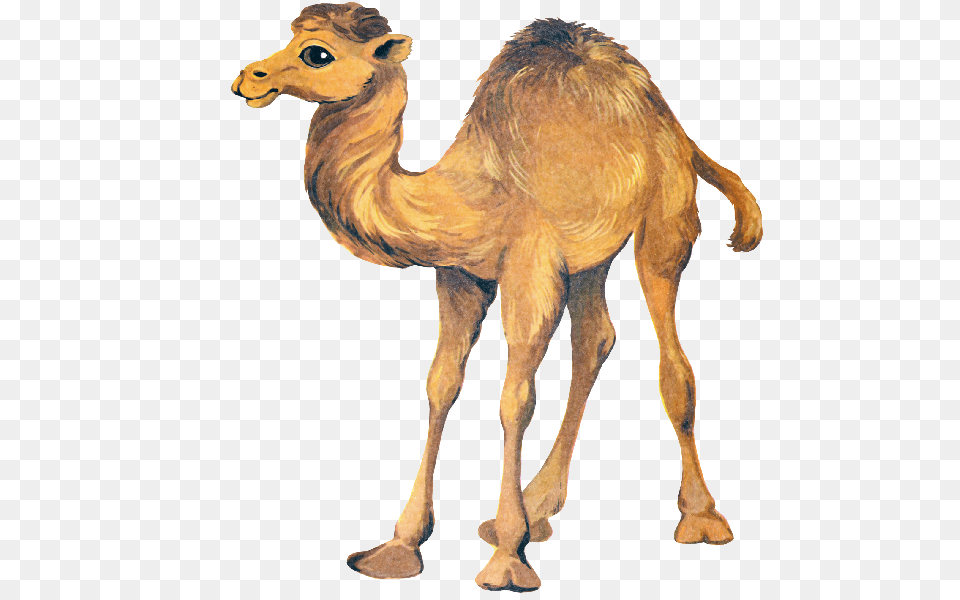 Clip Art Camel Clipart Animal, Mammal, Antelope, Wildlife Png Image