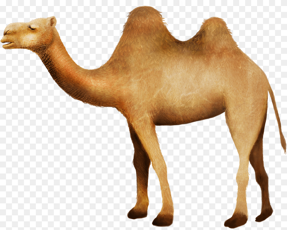 Clip Art Camel In Desert Picture Camello Desierto, Animal, Mammal, Antelope, Wildlife Free Transparent Png