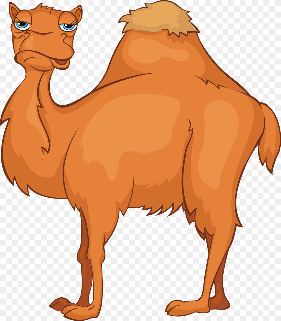 Clip Art Camels Cartoon Old Camel Clipart, Animal, Mammal, Kangaroo Free Transparent Png