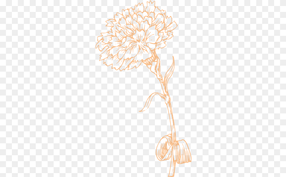 Clip Art Carnation Flower Black And White, Drawing, Pattern, Graphics, Animal Png