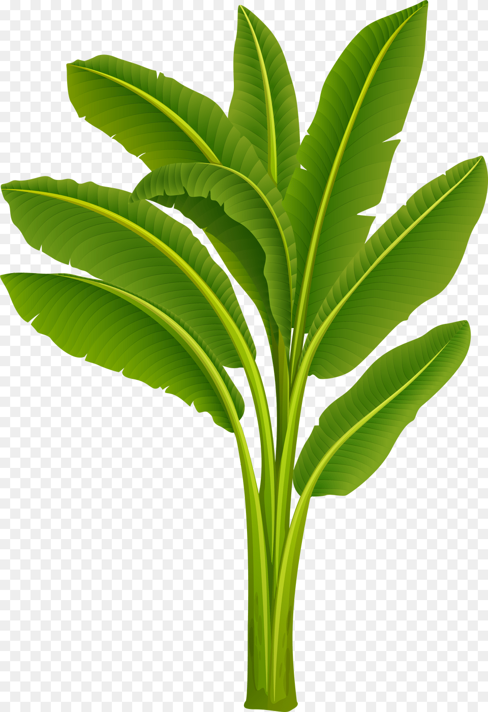 Clip Art Cartoon Plant Banana Tree Leaf, Green, Food, Fruit, Produce Png