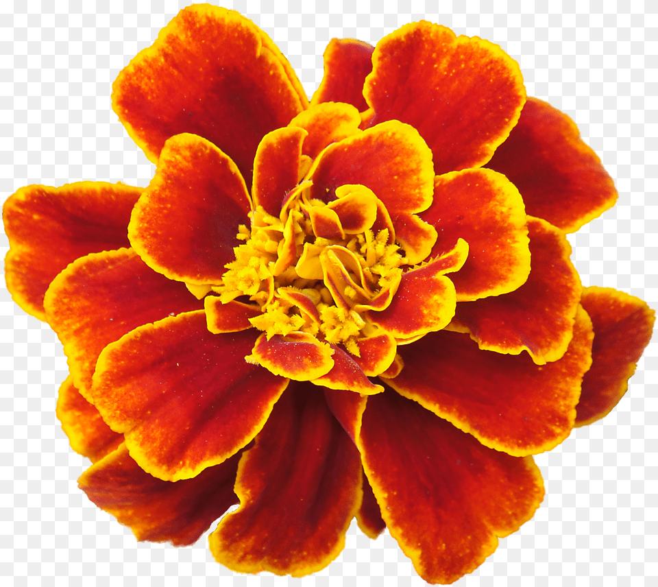 Clip Art Cempasuchil Flowers Marigold Flower, Dahlia, Geranium, Petal, Plant Png
