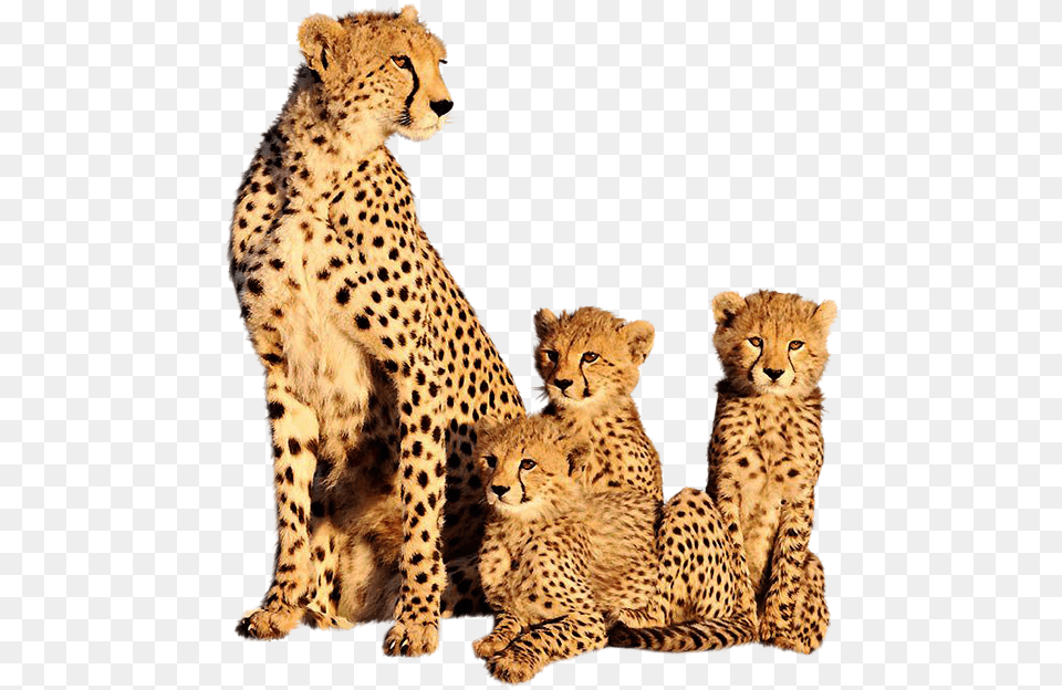 Clip Art Cheetah Images Animal Cheetah And Its Cubs, Mammal, Wildlife Png Image