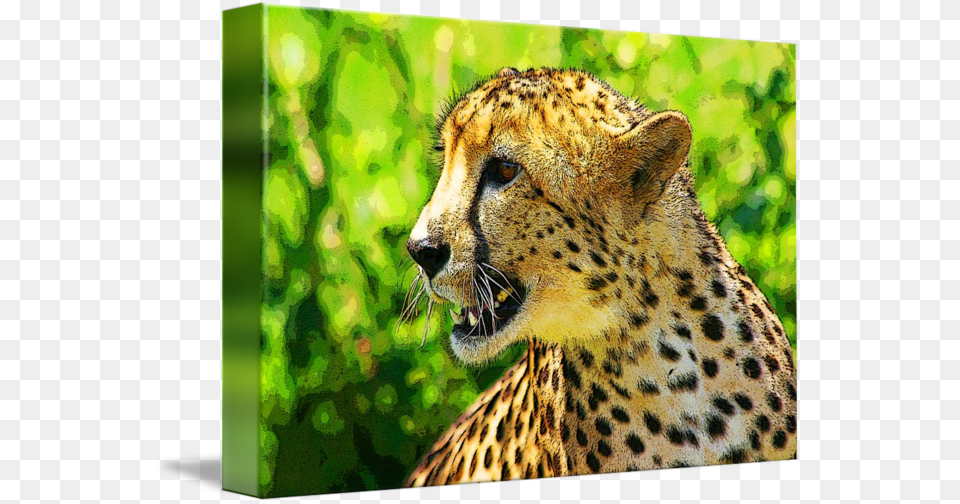Clip Art Cheetah Photos Cheetah, Animal, Mammal, Wildlife Png Image