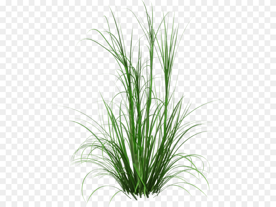 Clip Art Cherry Sparkler Fountain Grass Tall Grass Background, Plant, Vegetation, Agavaceae Png Image