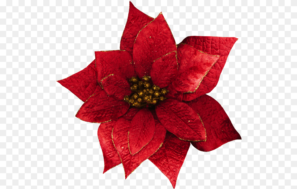 Clip Art Christmas Flowers Download Flower Poinsettia, Dahlia, Leaf, Petal, Plant Png Image