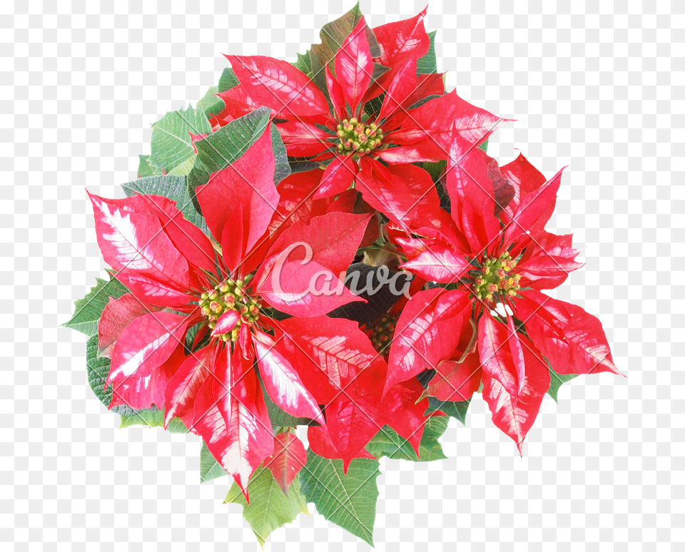 Clip Art Christmas Star Transparent Background Poinsettia, Flower, Flower Arrangement, Flower Bouquet, Leaf Png Image