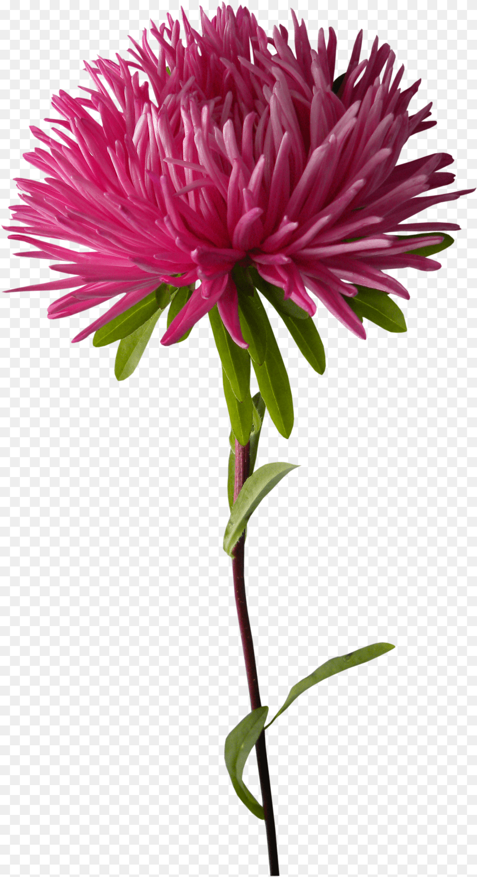 Clip Art Chrysanthemum Plant Purple Chrysanths Chrysanthemums, Dahlia, Daisy, Flower, Petal Free Png Download