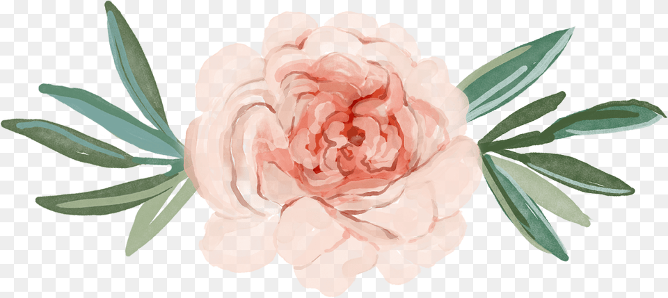 Clip Art Chrysanthemum Watercolor Chrysanthemum Watercolour, Graphics, Rose, Flower, Plant Free Transparent Png