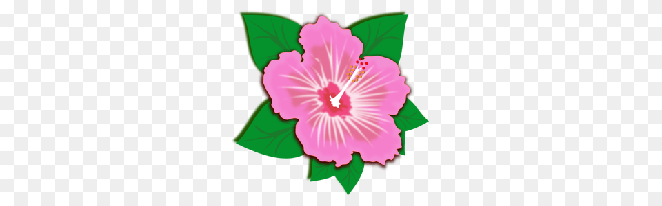 Clip Art Clipart, Flower, Hibiscus, Plant, Anther Free Png