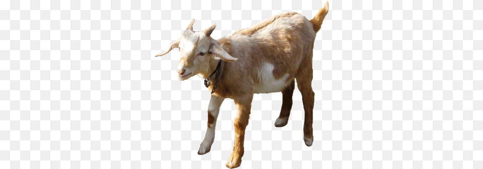 Clip Art Collection Goat No Background Gif, Livestock, Animal, Mammal, Sheep Png