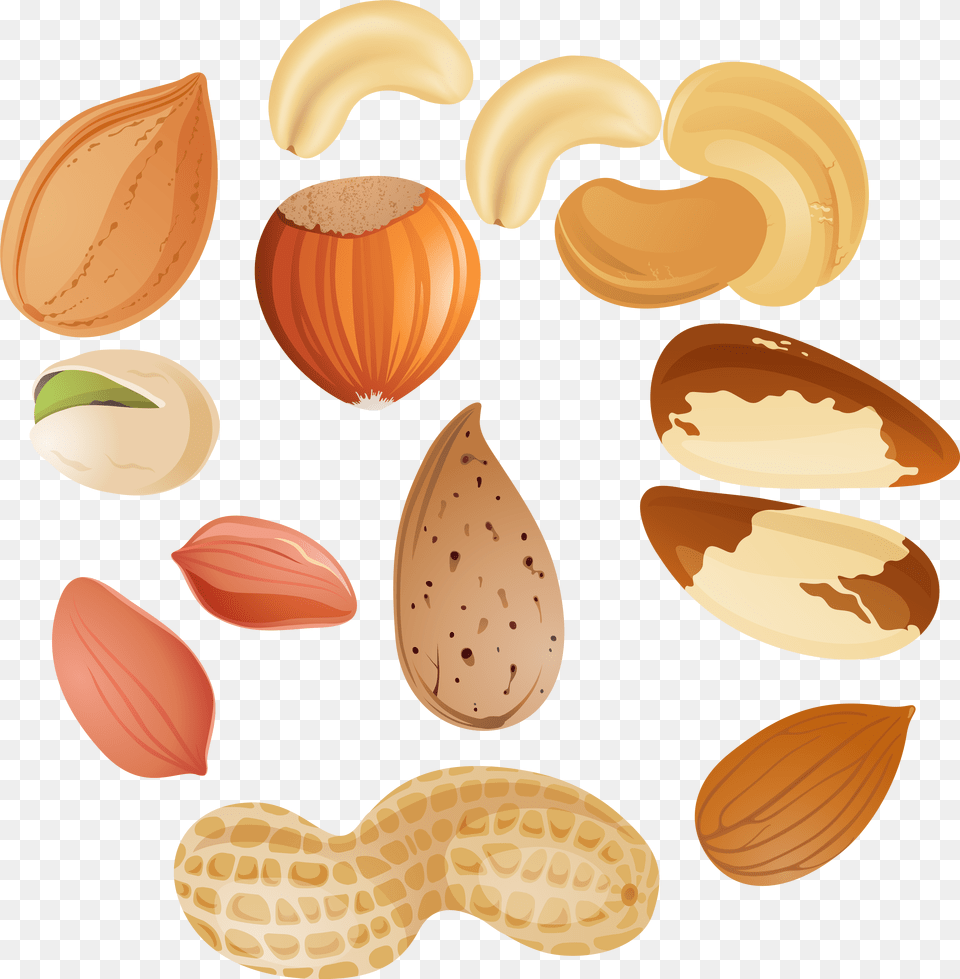 Clip Art Collection Of Acorn Vector Nuts Clipart, Food, Nut, Plant, Produce Free Transparent Png