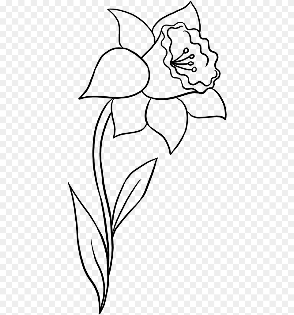 Clip Art Collection Of Daffodil Simple Easy Daffodil Drawing, Gray Free Png Download