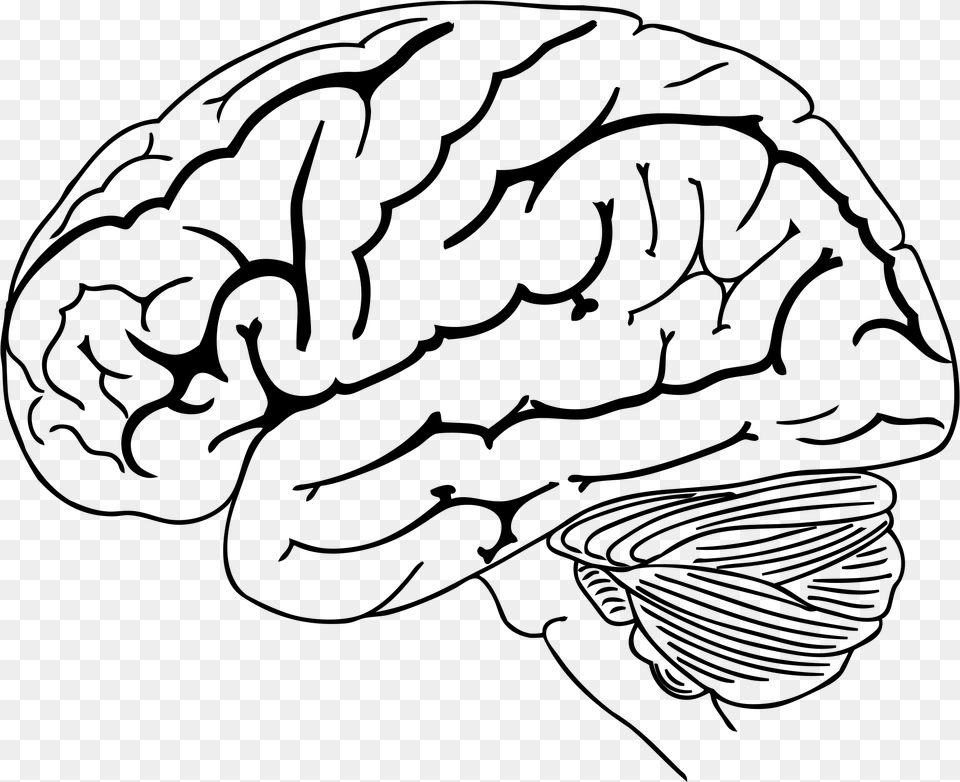Clip Art Collection Of Drawing Brain Drawing, Gray Free Png