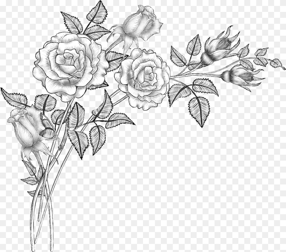 Clip Art Collection Of Free Drawing Flowers Drawing, Flower, Plant, Rose, Pattern Png