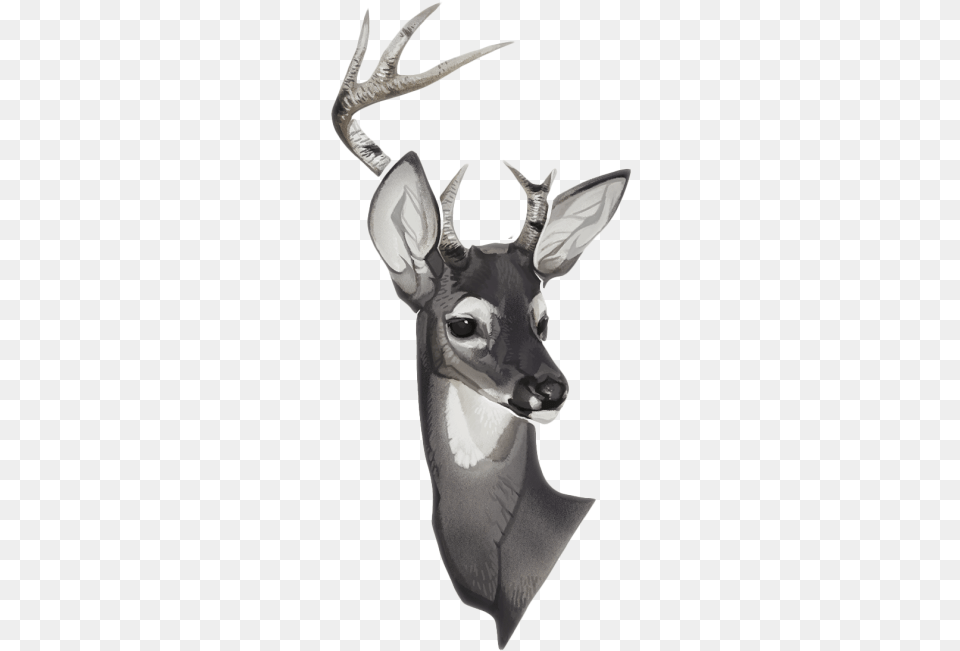 Clip Art Collection Of Free Transparent Deer Drawing, Animal, Mammal, Wildlife, Fish Png