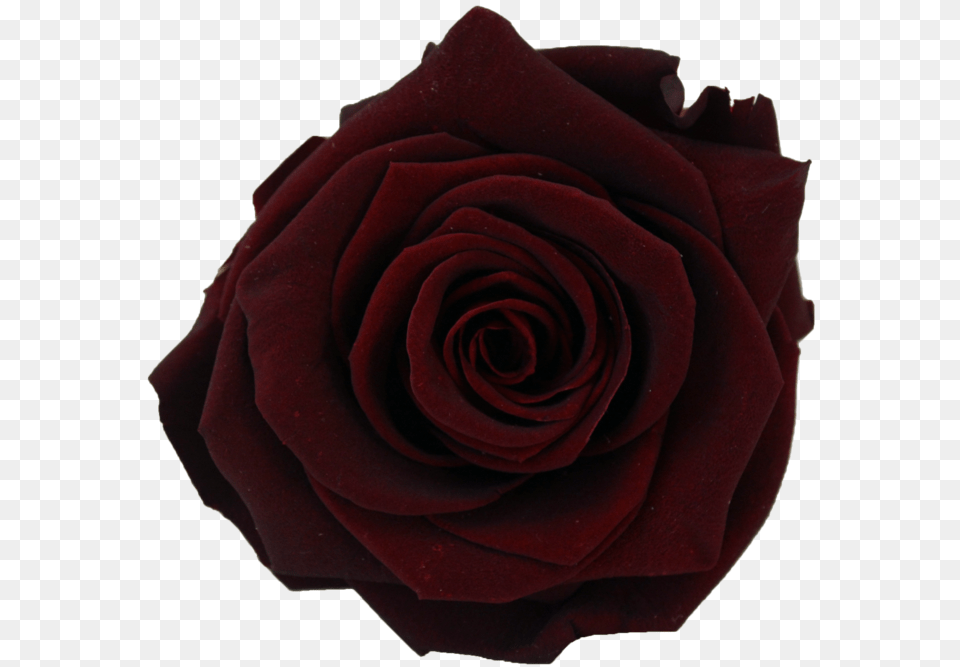 Clip Art Collection Of Transparent Transparent Burgundy Rose, Flower, Plant Free Png Download