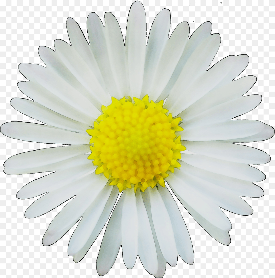 Clip Art Common Daisy Drawing Portable Network Flower Daisy Vectors, Petal, Plant Free Png Download
