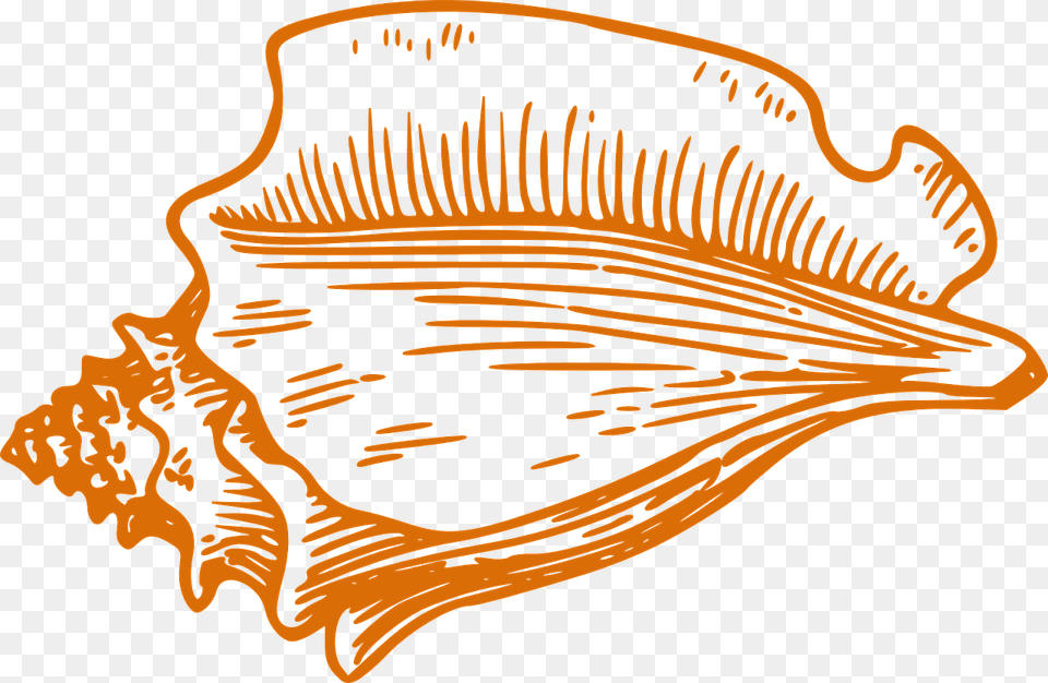 Clip Art Conch Shell, Animal, Invertebrate, Sea Life, Seashell Free Png