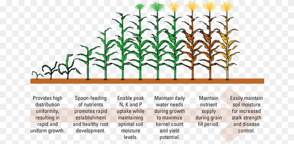 Clip Art Corn Growth Stages, Herbs, Plant, Vegetation, Herbal Free Png Download
