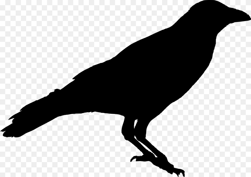 Clip Art Crow Silhouette Black Crow Silhouette, Gray Free Png