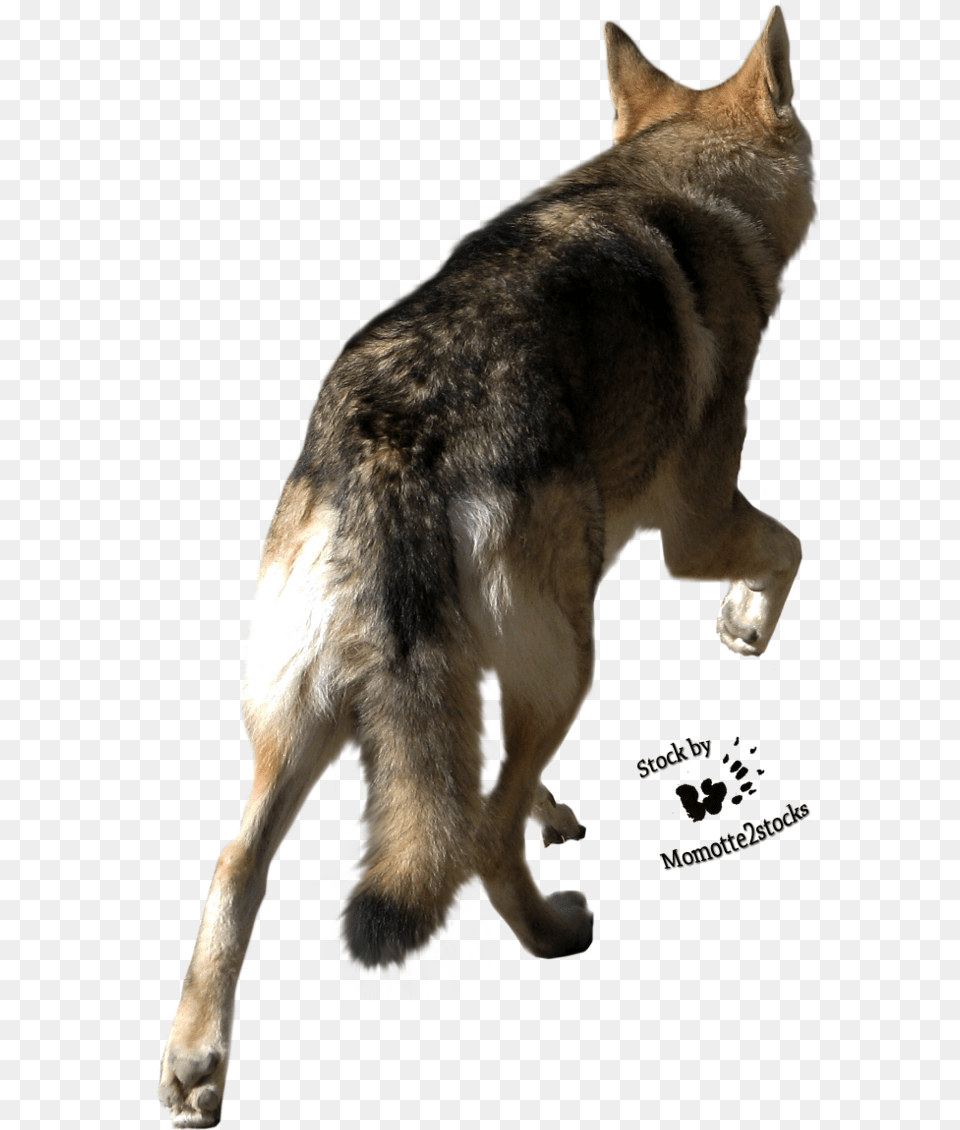 Clip Art Cut Out Stock Back Of Wolf Head, Animal, Coyote, Mammal, Canine Png Image