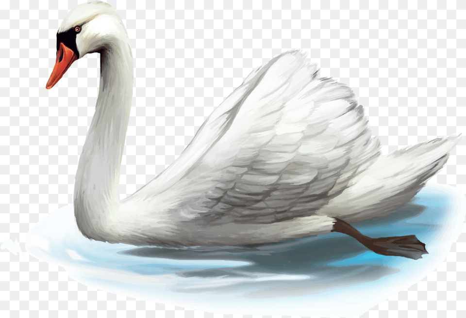 Clip Art Cygnini Illustration Transprent, Animal, Bird, Swan Png Image