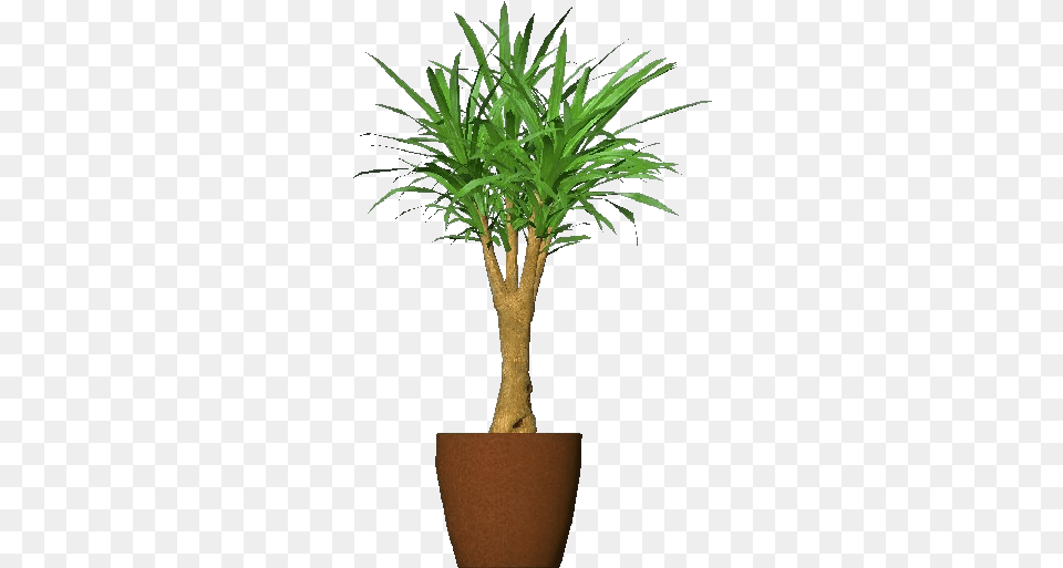 Clip Art D Flowers Acca Mandarino Cinese In Vaso, Palm Tree, Plant, Potted Plant, Tree Free Png
