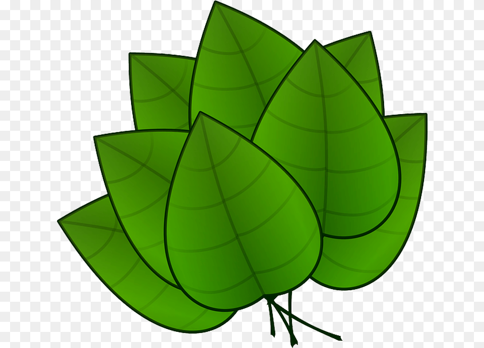 Clip Art Da Maconha Em Quero Parts Of Plants Leaves, Green, Leaf, Plant, Herbal Free Png Download