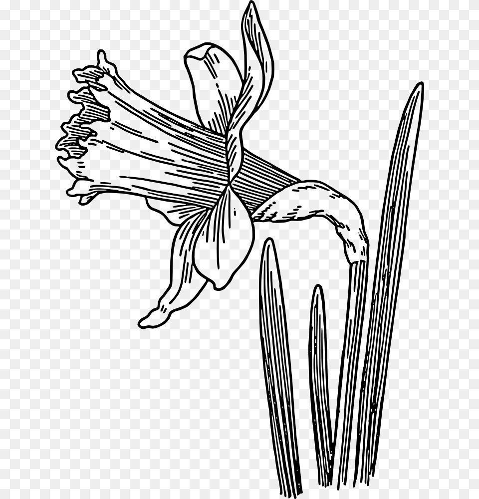 Clip Art Daffodils, Daffodil, Flower, Plant, Person Free Transparent Png