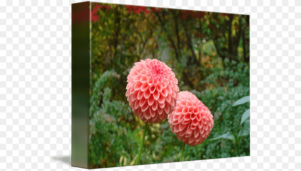Clip Art Dahlia Images Dahlia, Flower, Plant, Petal, Animal Free Transparent Png
