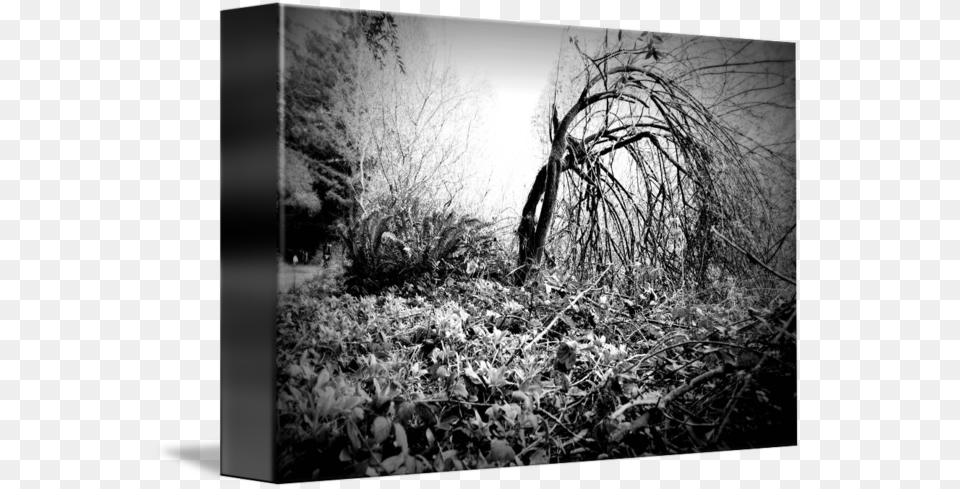 Clip Art Dark Photography Tumblr Monochrome, Nature, Outdoors, Plant, Tree Free Png Download