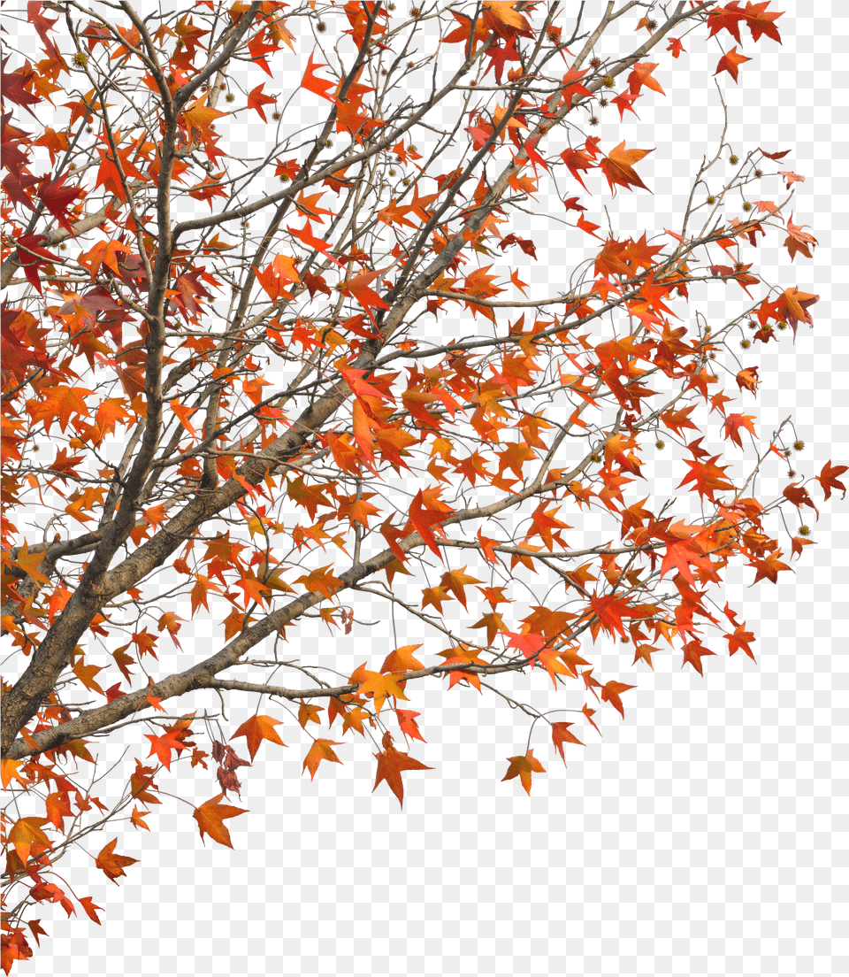 Clip Art Demaotang Maple Hotel Red Autumn Tree Autumn Branches Free Transparent Png