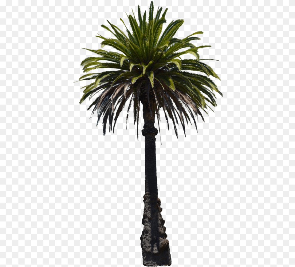 Clip Art Desert Palm Trees Florida Thatch Palm, Palm Tree, Plant, Tree, Leaf Free Png