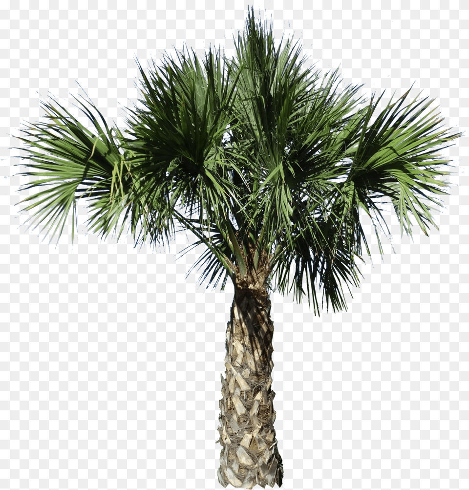 Clip Art Desert Spoon Plant Borassus Flabellifer, Palm Tree, Tree Png Image