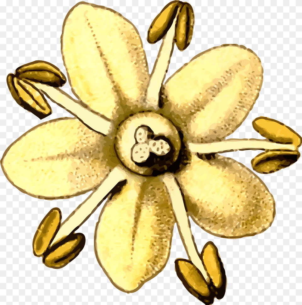 Clip Art Details Elderflower Clipart, Accessories, Anther, Plant, Flower Png Image