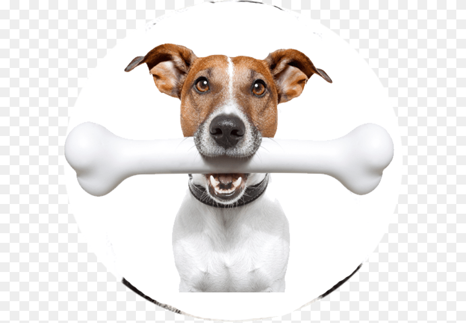 Clip Art Dog Barking Images Bone For A Dog, Animal, Canine, Mammal, Pet Free Transparent Png