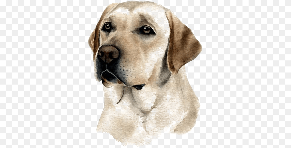 Clip Art Dog Watercolor Dibujos De Perros Labradores, Animal, Canine, Labrador Retriever, Mammal Png Image