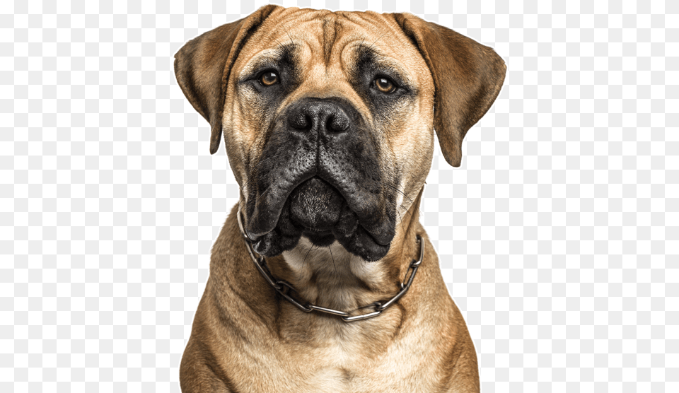 Clip Art Dogue De Bordeaux Puppies Bullmastiff Cross Boxer, Animal, Bulldog, Canine, Dog Png Image