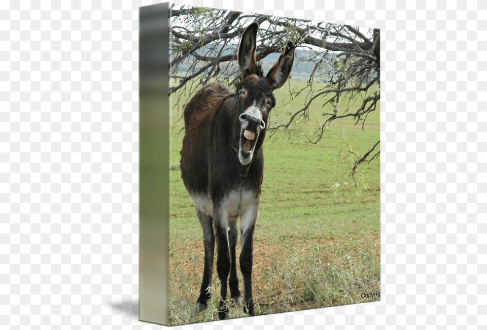 Clip Art Donkey Laughing Happy Friday Funny Friday Memes, Animal, Mammal, Antelope, Wildlife Free Png Download