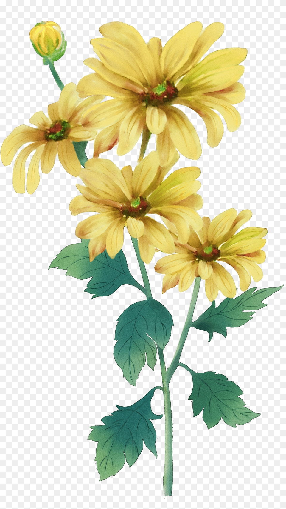 Clip Art Double Ninth Festival Painting Yellow Chrysanthemum Flower Water Color Painting Png Image