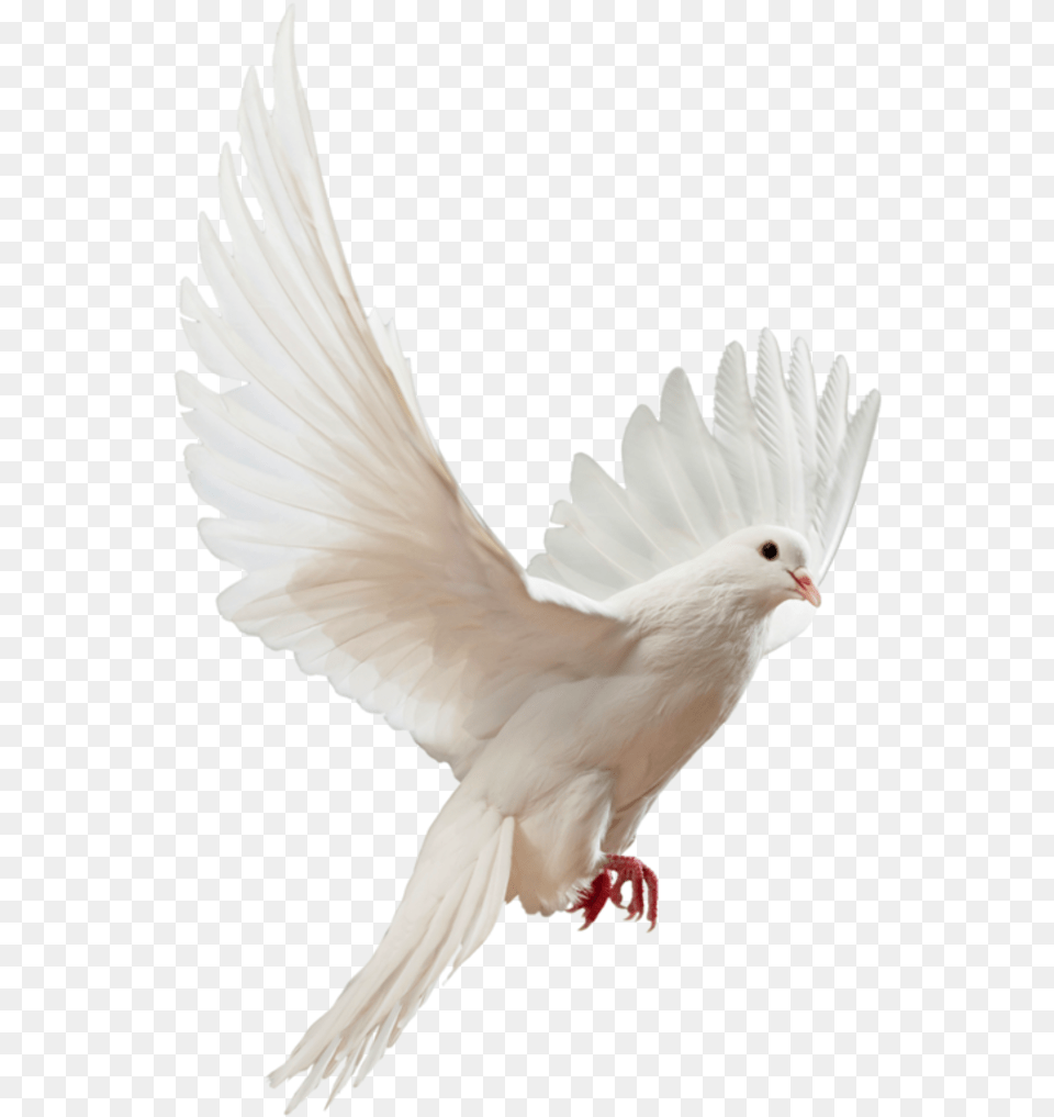 Clip Art Doves Flying Flying White Dove, Animal, Bird, Pigeon Png