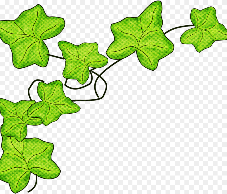 Clip Art Download Full Size Clipart Lovely, Leaf, Plant, Vine, Ivy Png