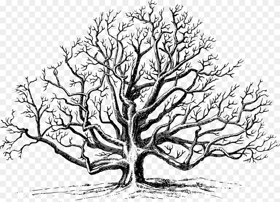 Clip Art Drawing Of A Tree Black Walnut Tree Drawing, Gray Free Png Download